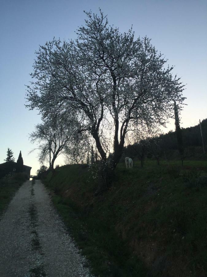 Podere Baloo 苏韦雷托 外观 照片